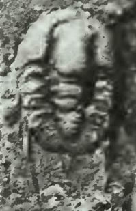 nejmensi-trilobit-acanthopleurella-stipulae