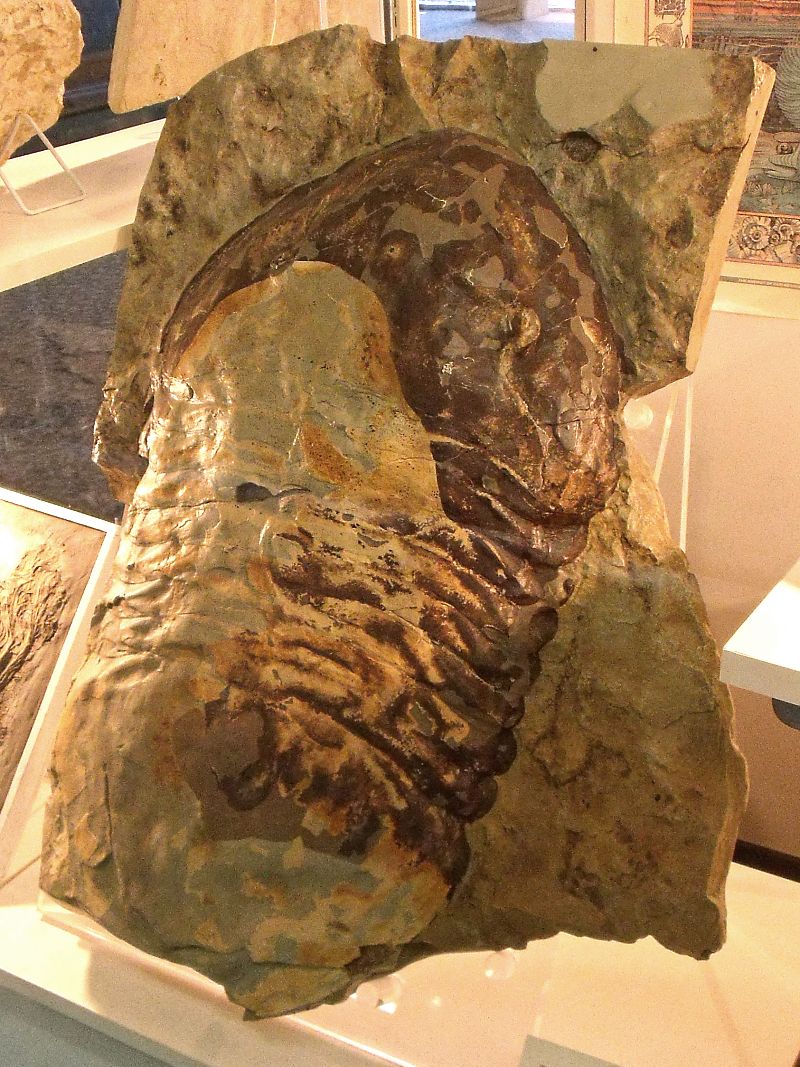 nejvetsi-trilobit-na-svete