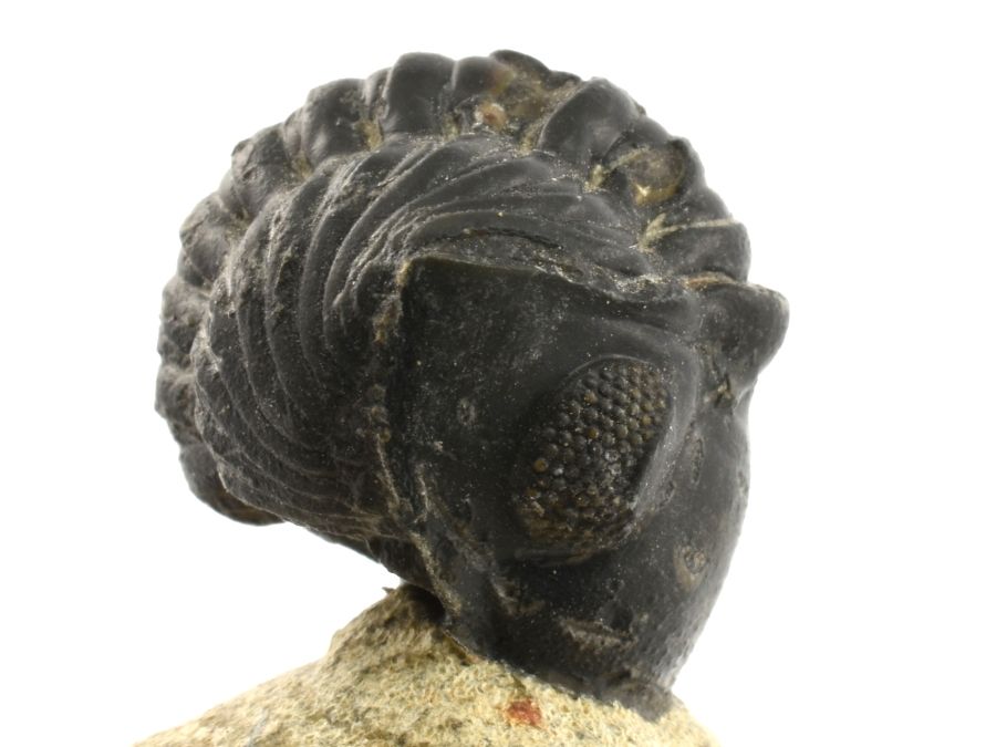 staceni-trilobitu-trilobit-reedops-maroko-18mm