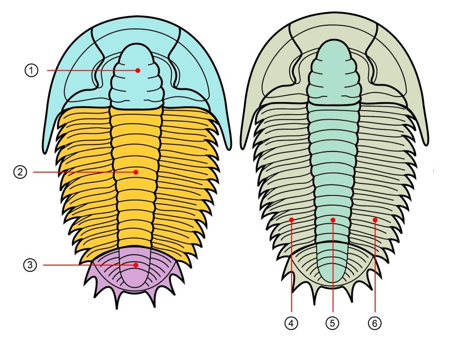 stavba-tela-trilobitu