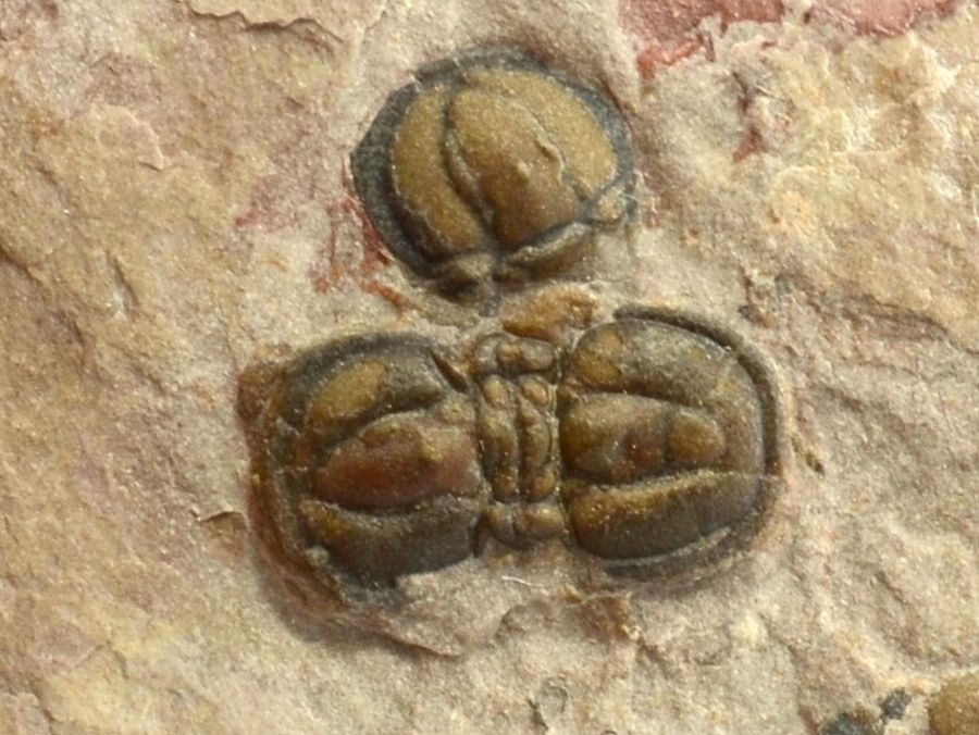 trilobit-Agnostida-peronopsis