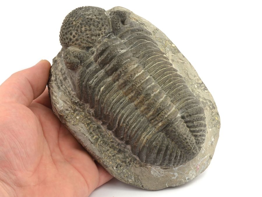 trilobit-Drotops-megalomanicus-15cm
