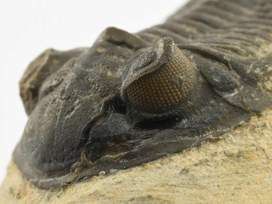 trilobit-detail-slozeneho-oka