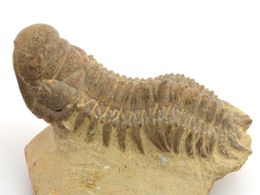trilobit-maroko-fosilie