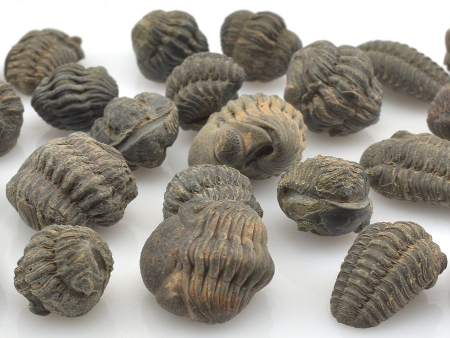 trilobit-mini-5-15mm-phacops-reedops
