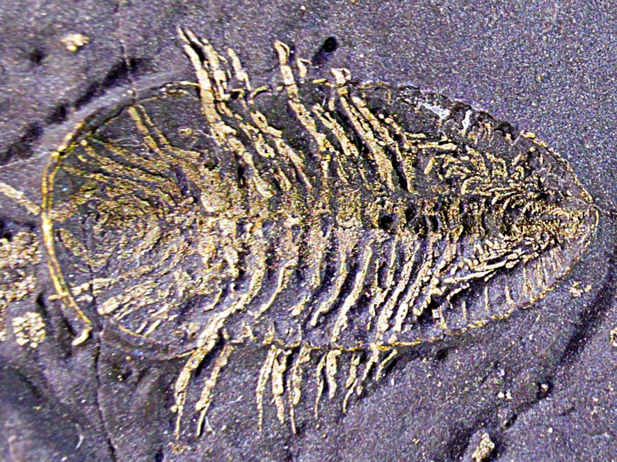 trilobit-triarthrus-eatoni-pohled-spodni