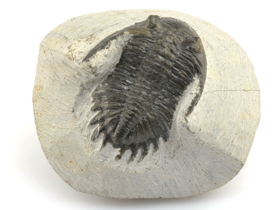 trilobit-zkamenelina-z-maroka