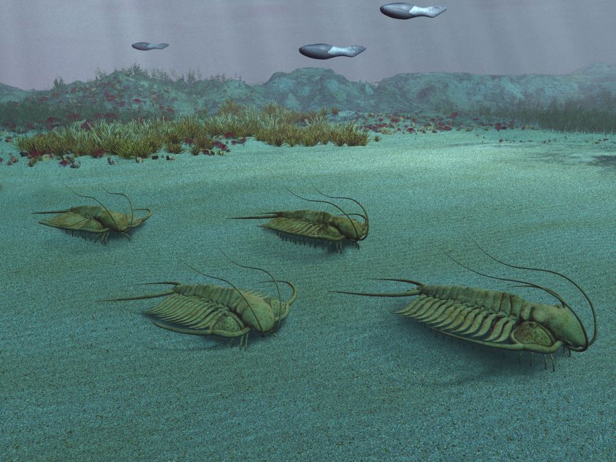trilobiti-na-dne-more