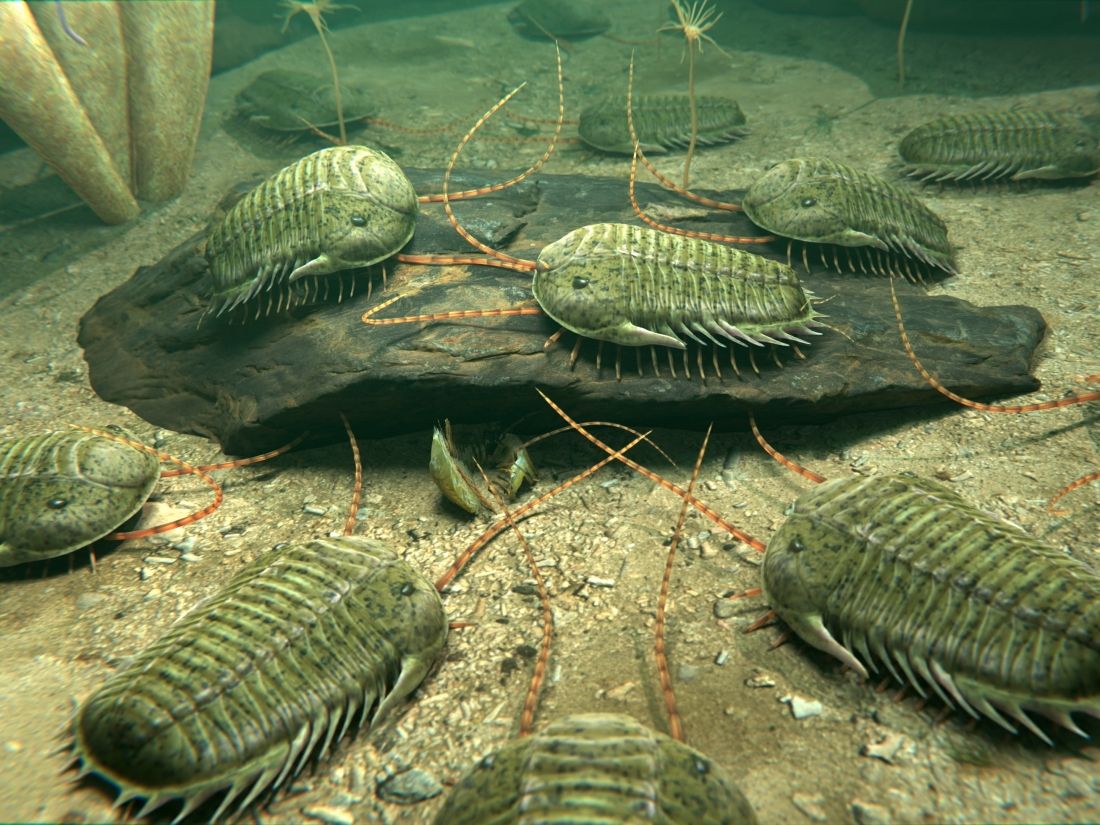 trilobiti-trilobitomorpha