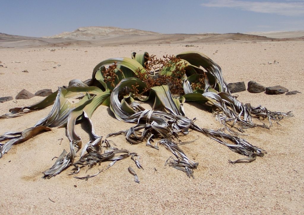 welwitschia-mirabillis