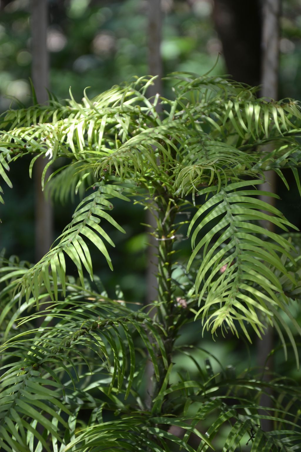 wollemia-nobilis-zivouci-fosilie