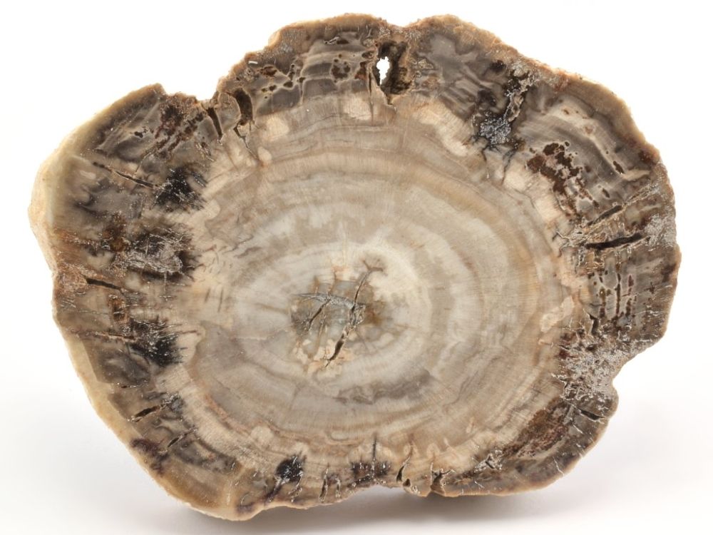 zkamenele-drevo-prokrekenele-prodej