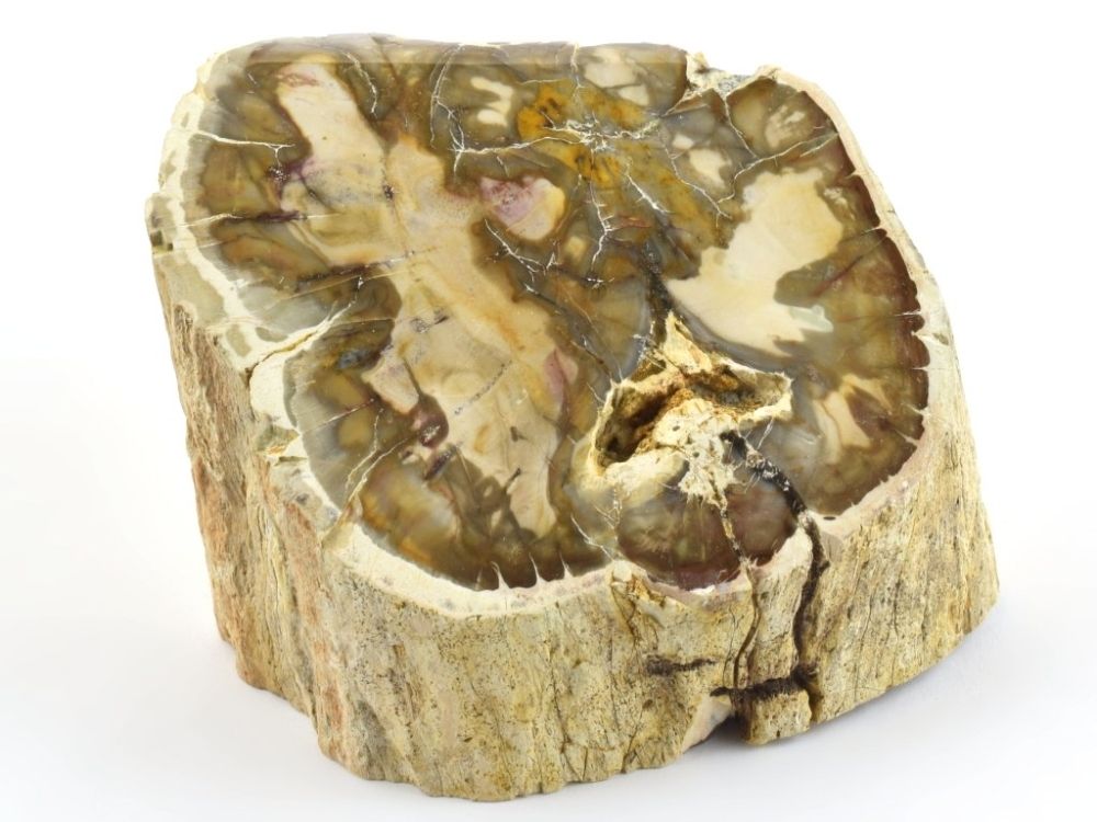 zkamenele-fosilni-drevo