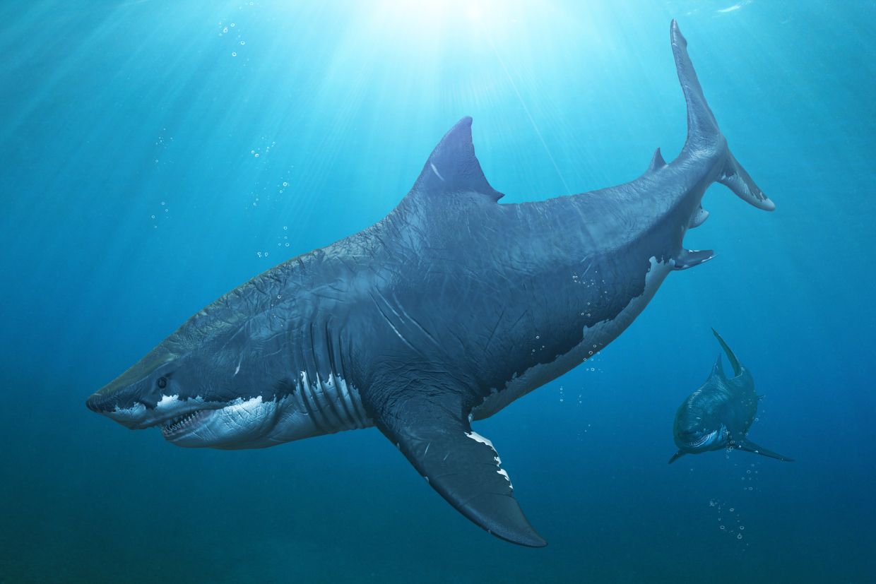 megalodon-Carcharocles-otodus-zralok