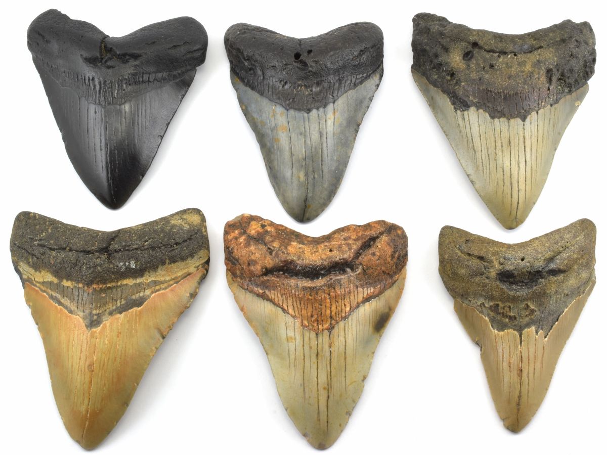 megalodon-barvy-zubu