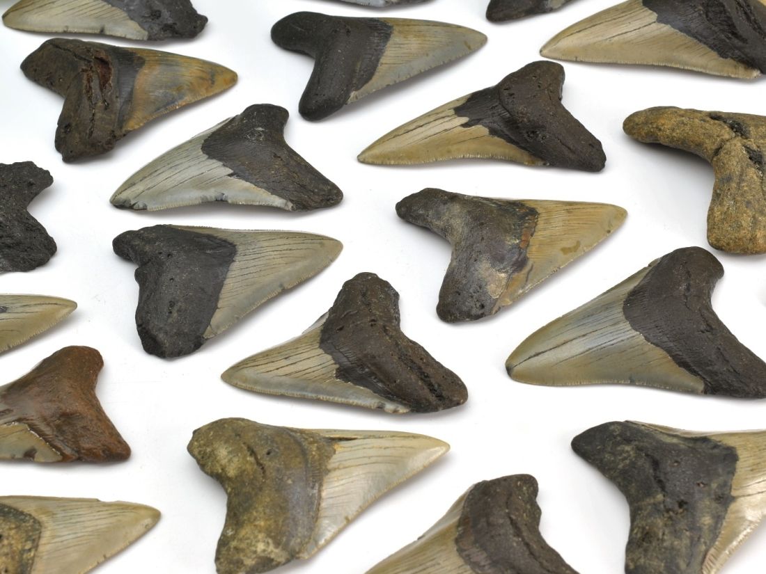 Fosilní zuby megalodona z Floridy, pravé přírodní originály dávné historie.