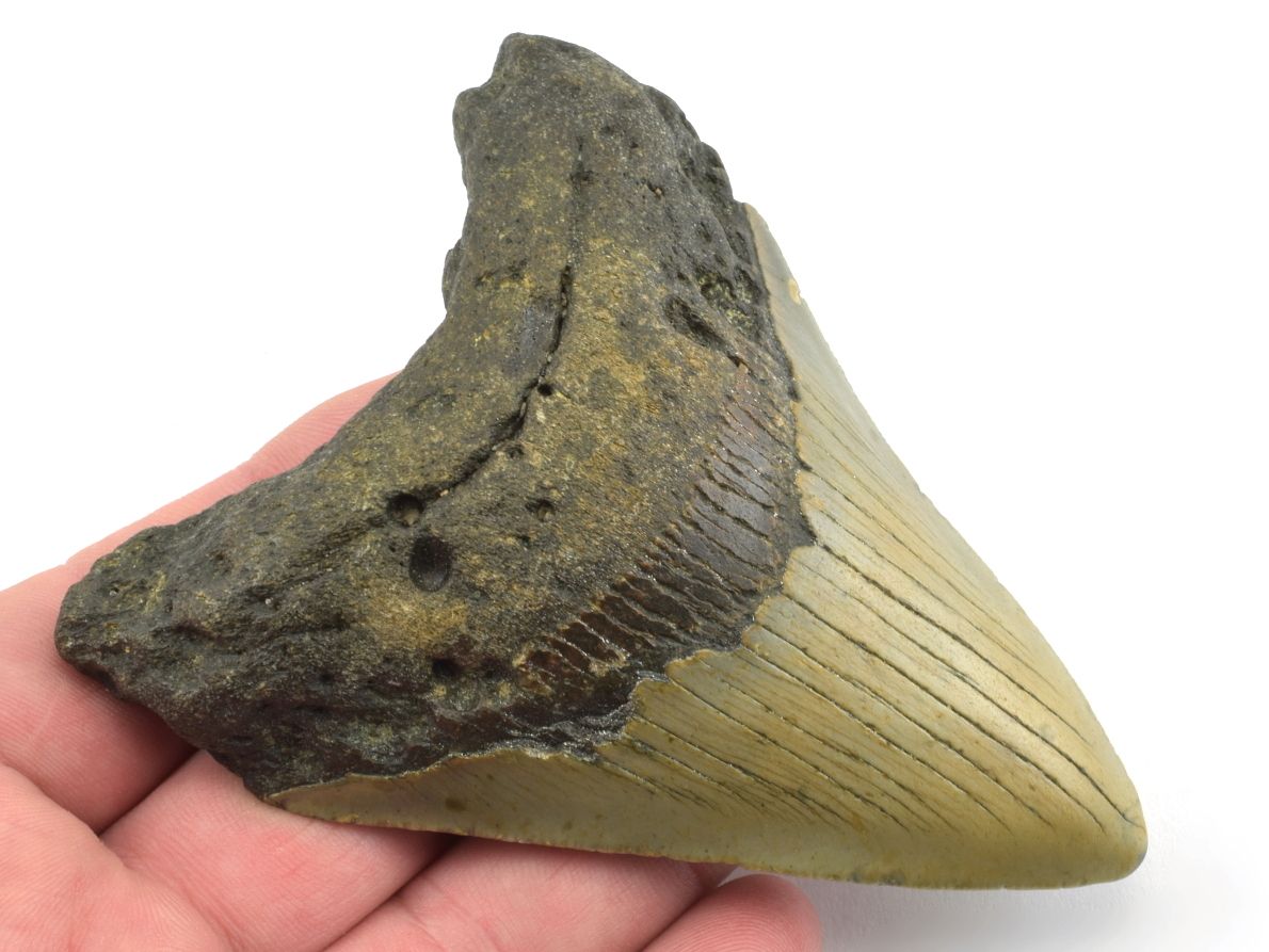 megalodon-zub-usa