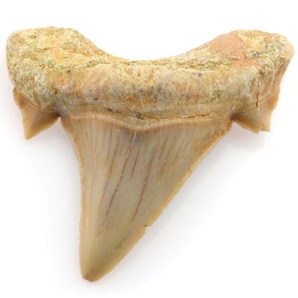 Žraločí zuby rodu Otodus z období paleogénu, oblíbené a cenově dostupné.