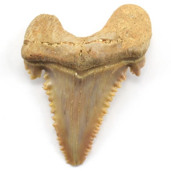 Detail fosilního zubu Palaeocarcharodona s výrazným zoubkováním z období paleocénu.