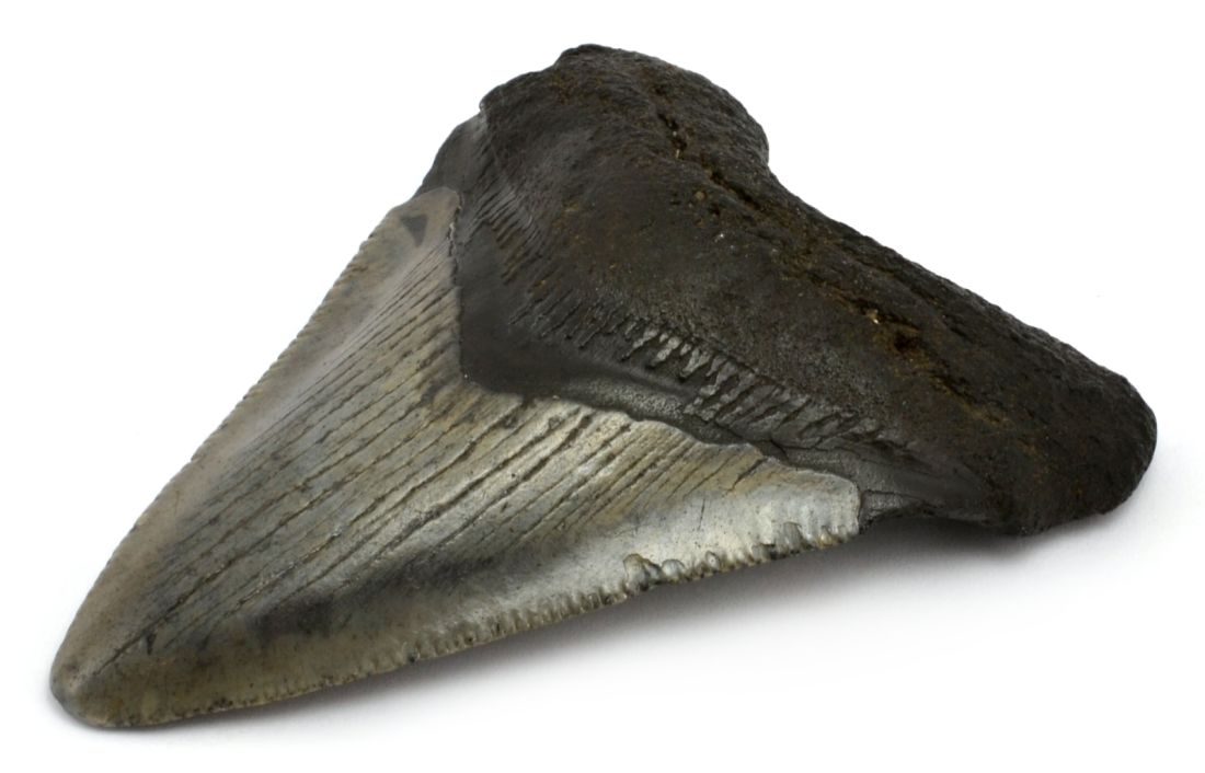 zraloci-zub-Carcharocles-megalodon-usa