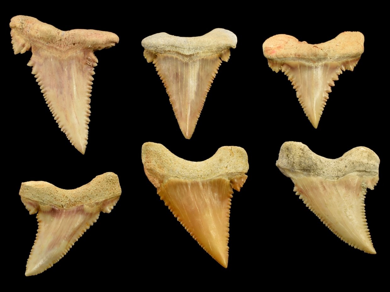 zraloci-zub-Palaeocarcharodon-orientalis-32-40mm