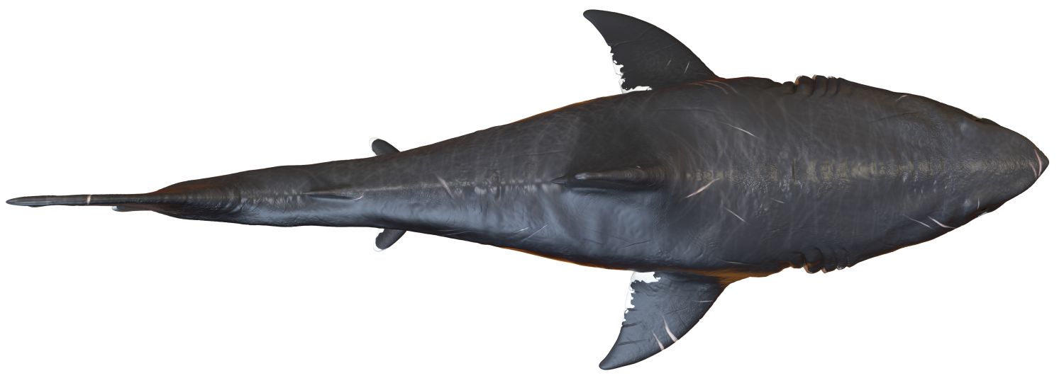zralok-megalodon-praveka-more