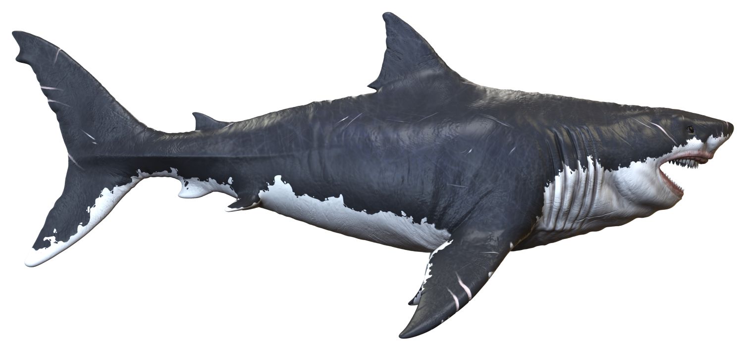 zralok-megalodon-prodej-zubu
