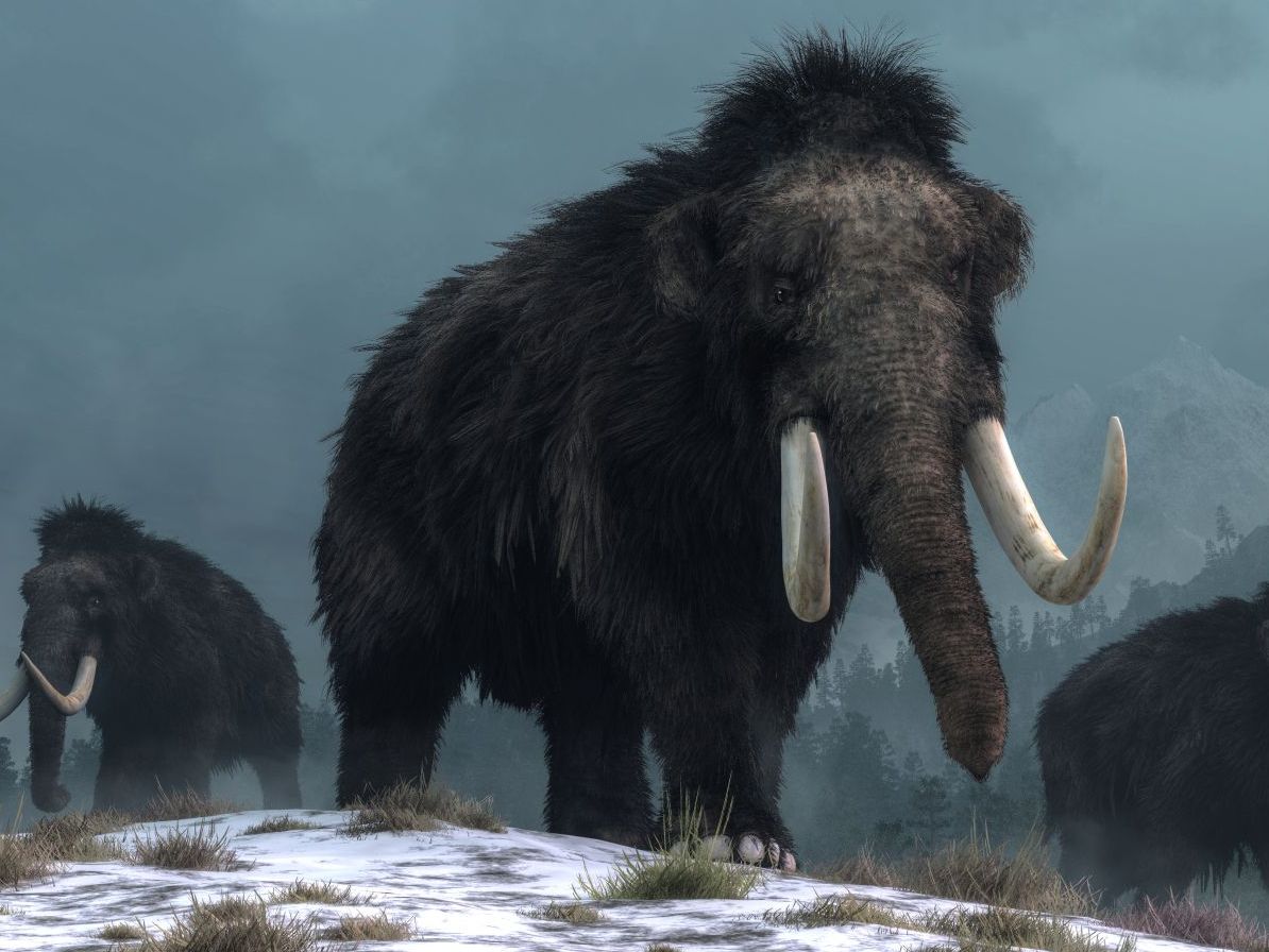 Mamut srstnatý (Mammuthus primigenius)