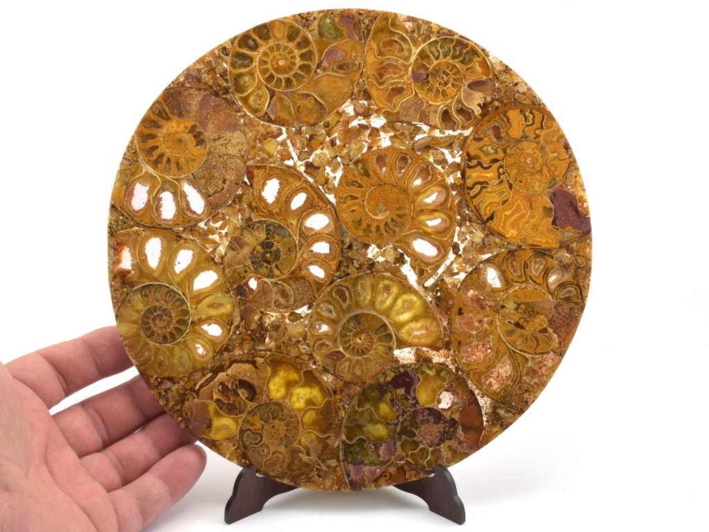 Fosilie amonitů v kruhové epoxidové desce, luxusní dekorace interiéru.