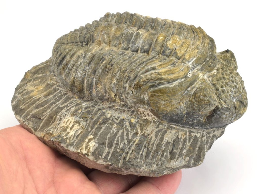 Velký zkamenělý trilobit Drotops megalomanicus, fosilie na prodej.