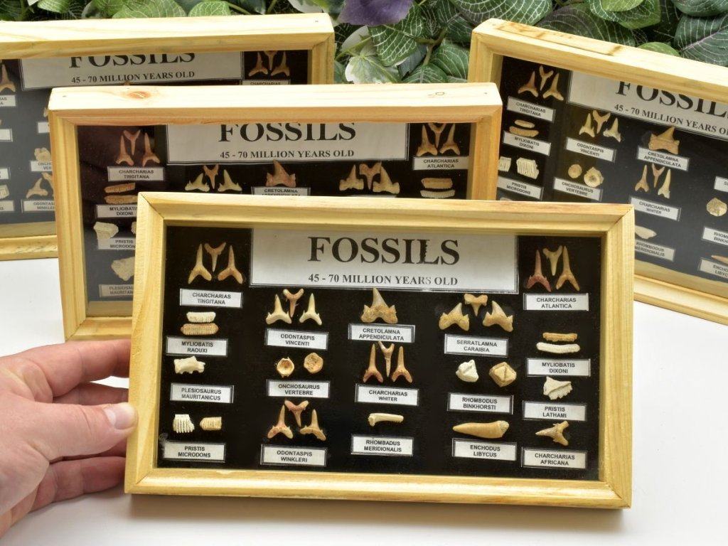 Sbírka zkamenělin z Maroka v boxu, originální fosílie na prodej sběratelům.