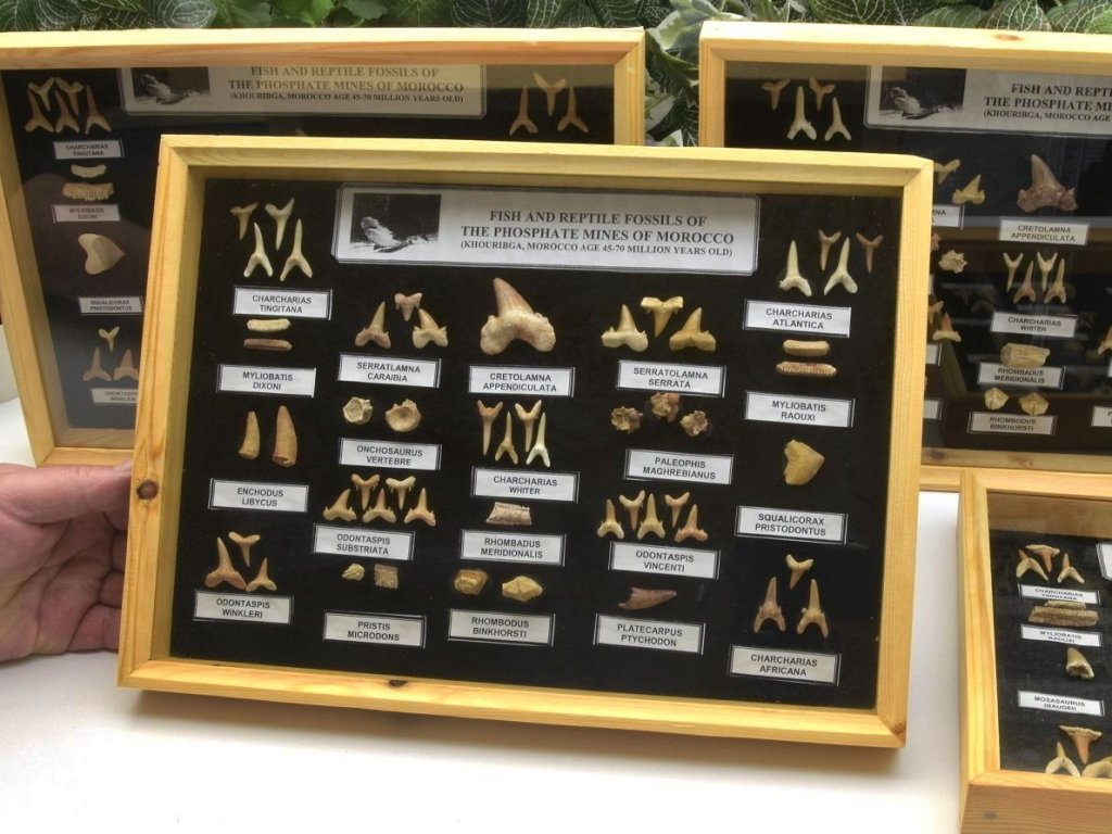 Velká kolekce fosilií z Maroka v zaskleném boxu s popisem, sbírka na prodej.