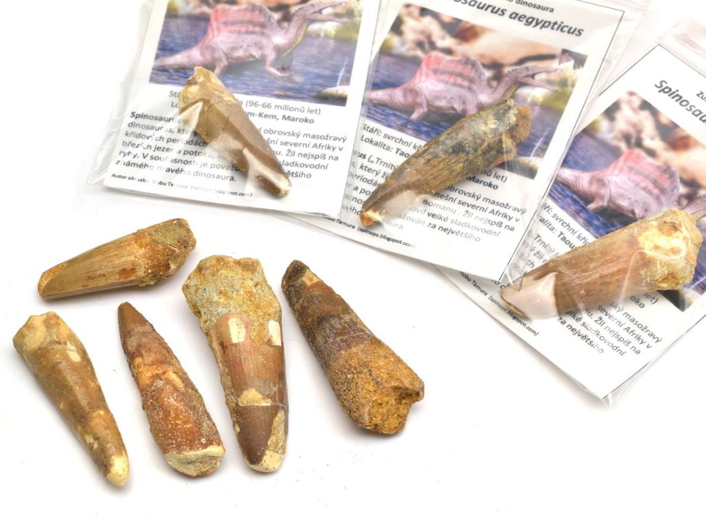 Pravé fosilní zuby spinosaura 4-5 cm, originální fosilie z Maroka.