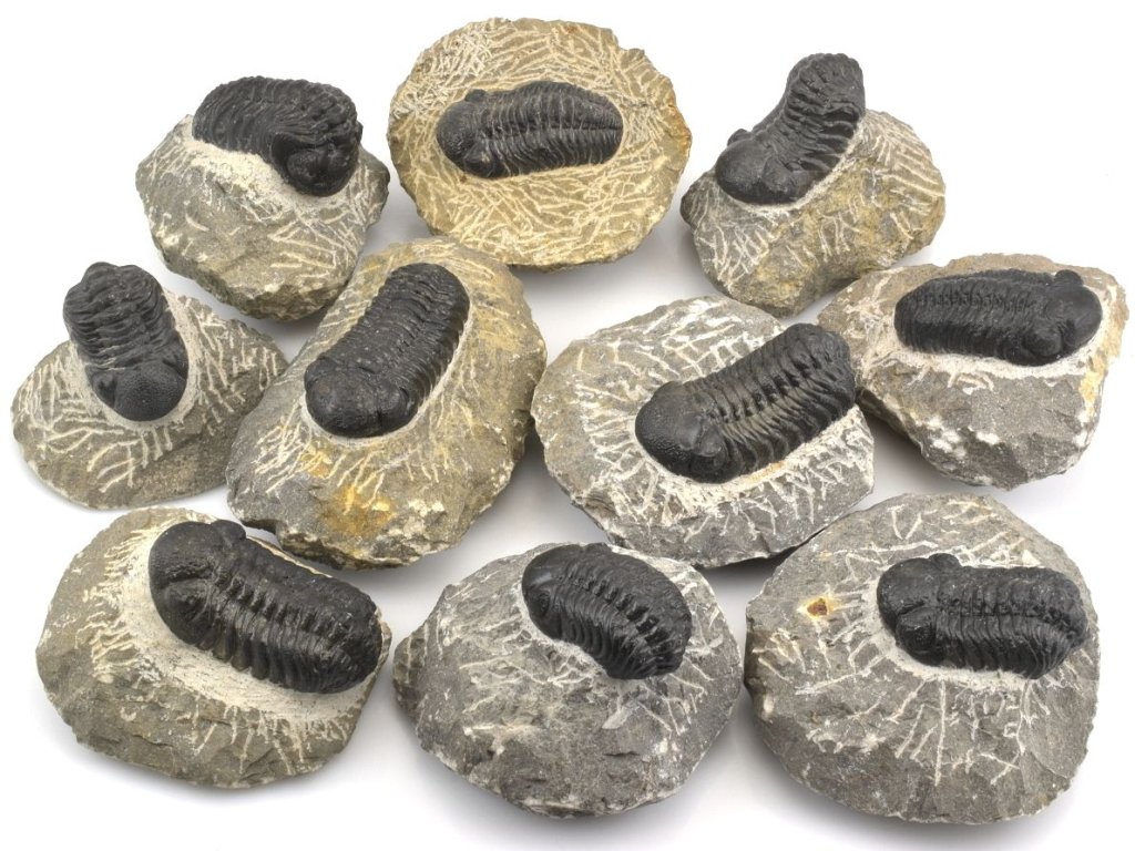 Zkamenělí trilobiti Phacops a Reedops z devonu, pravé fosilie z Maroka.