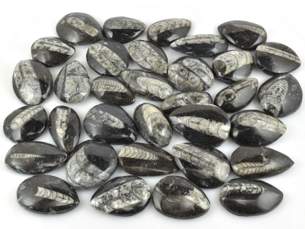 Jednostranně leštěné placičky orthoceras 3–4 cm ze svrchního devonu z Maroka.