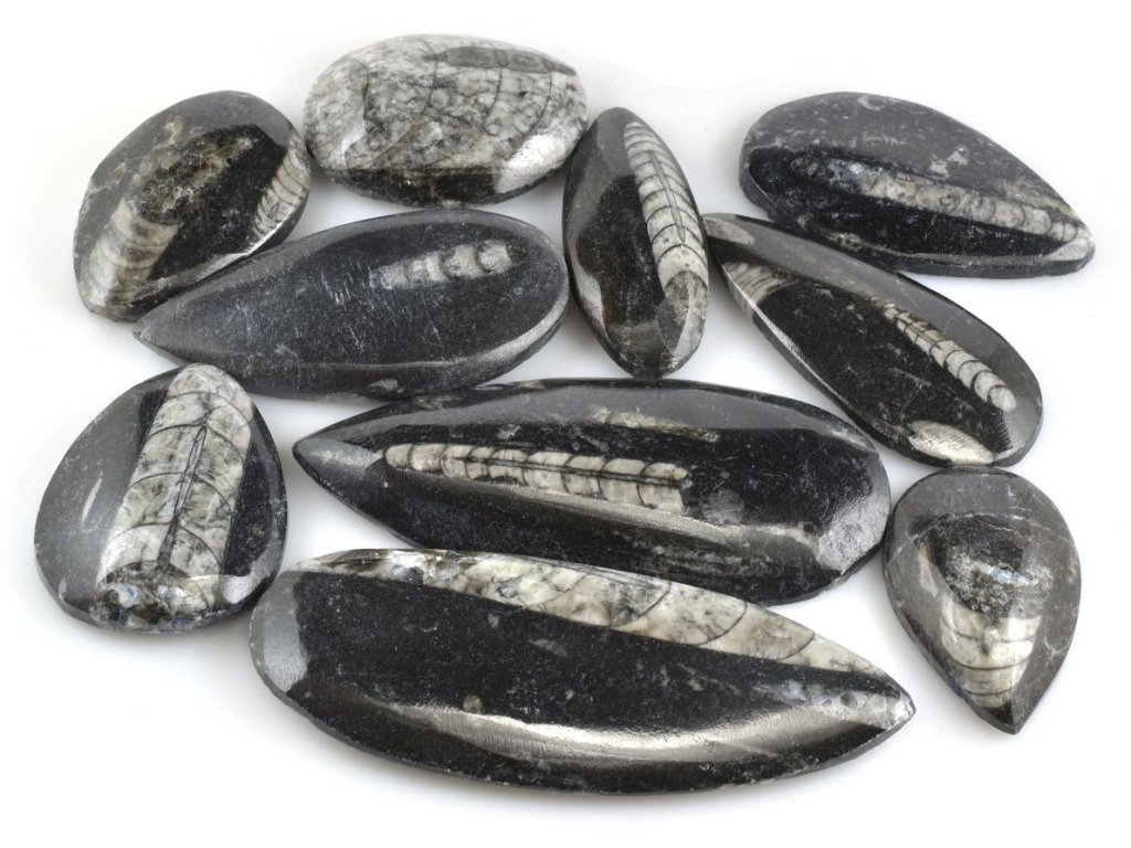 Sada 10 kusů orthoceras placiček ze svrchního devonu, zkameněliny z Maroka.