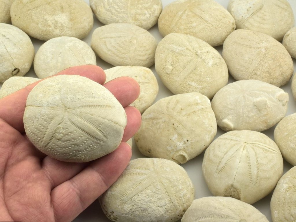 Neleštěné ježovky Eupatagus antillarum.