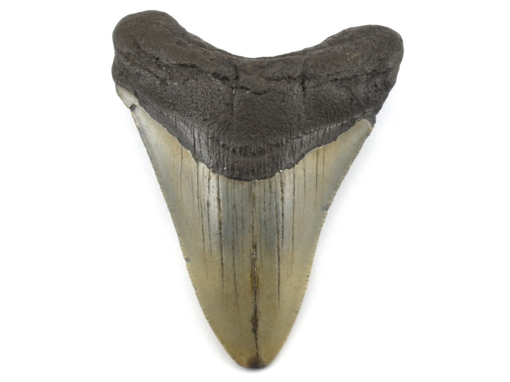 megalodon zub 27