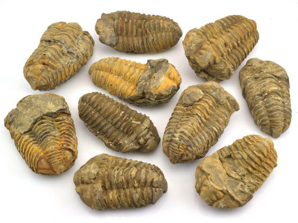 Pravé fosilie trilobitů z prvohor, ordovik, Maroko – sběratelské zkameněliny na prodej.