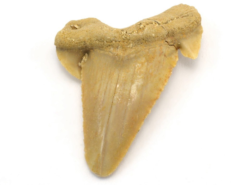 Palaeocarcharodon 19