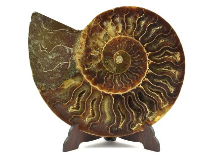 amonit madagaskar 29