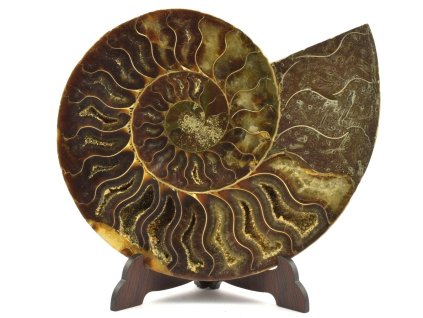 amonit madagaskar 30