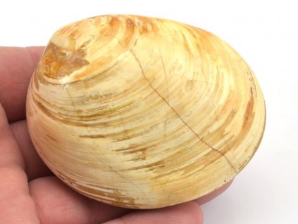 musle madagaskar 6a