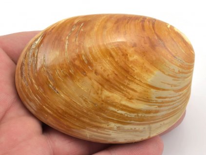 musle madagaskar 7