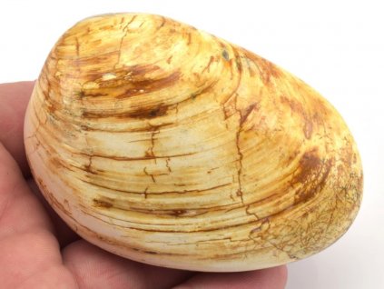 musle madagaskar 8
