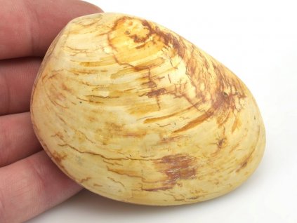 musle madagaskar 9