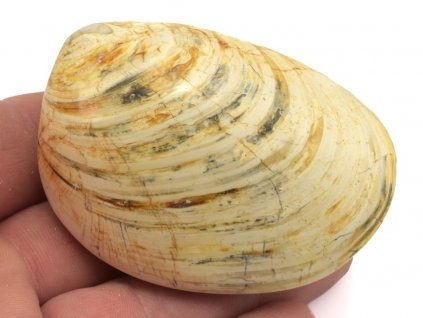 musle madagaskar 27a