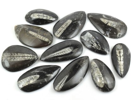 orthoceras placicka 6 8cm foslie