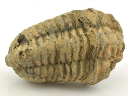 trilobit flexicalymene 26