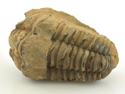 trilobit flexicalymene 33
